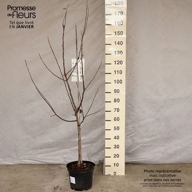 Exemplar von Apfelbaum Belle de Boskoop - Malus domestica Topf mit 7,5L/10L, Gobelet-Form wie im Winter geliefert