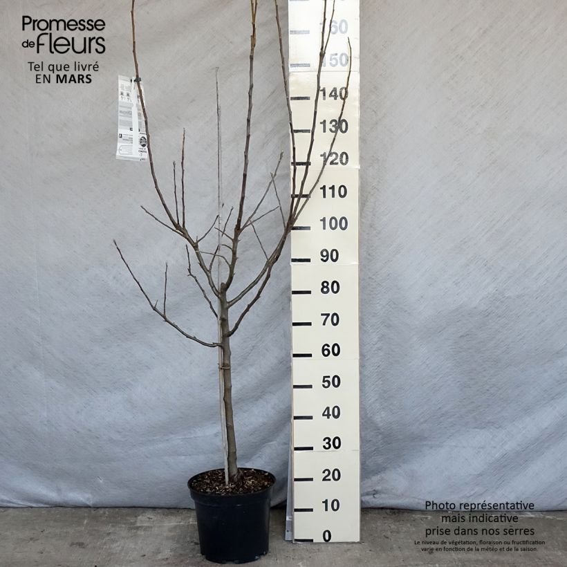 Exemplar von Apfelbaum Belle de Boskoop - Malus domestica Topf mit 7,5L/10L, Gobelet-Form wie im Frühjahr geliefert