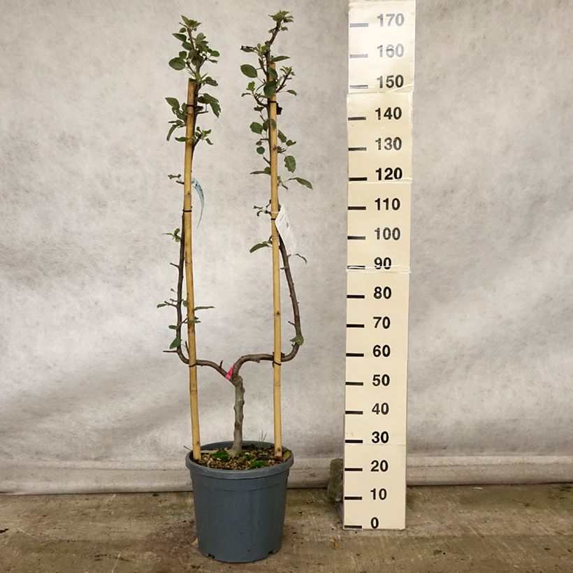 Example of Apfelbaum Belle de Boskoop - Malus domestica Topf mit 12L/15L, Spalierobst einfach U-Form as you get in automne