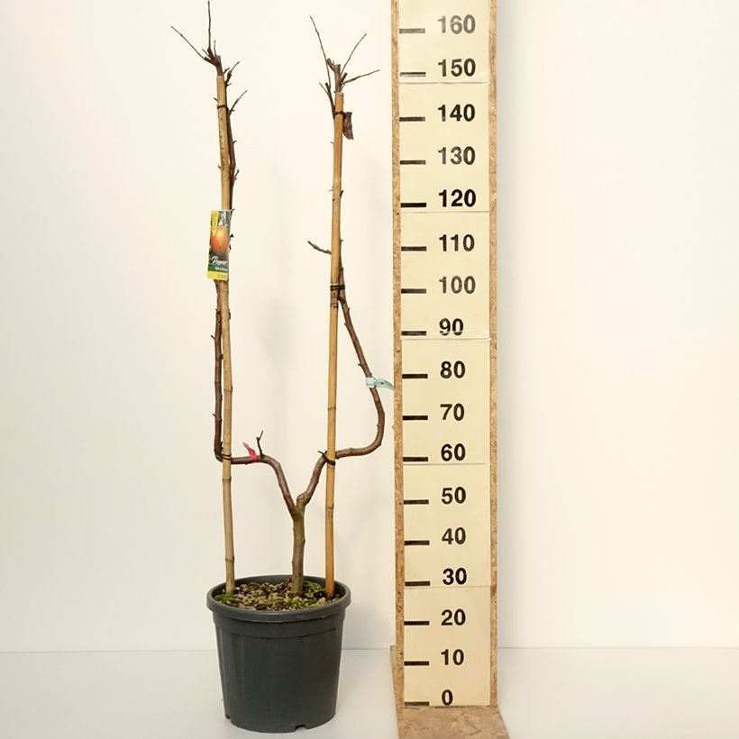 Exemplar von Apfelbaum Belle de Boskoop - Malus domestica Topf mit 12L/15L, Spalierobst einfach U-Form wie im Winter geliefert