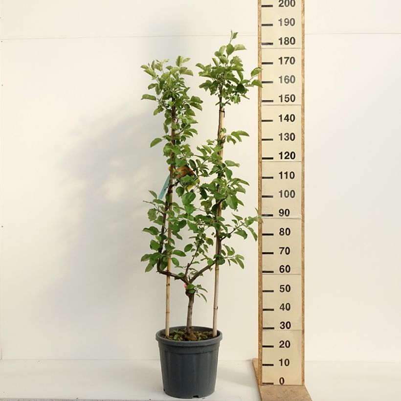 Exemplar von Apfelbaum Belle de Boskoop - Malus domestica Topf mit 12L/15L, Spalierobst einfach U-Form wie im Frühjahr geliefert