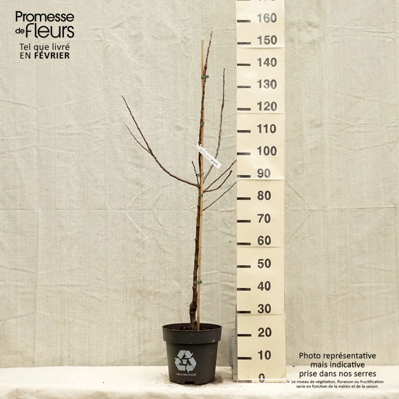 Example of Apfelbaum Blush rosette - Malus domestica Topf mit 7,5L/10L, Gobelet-Form as you get in hiver