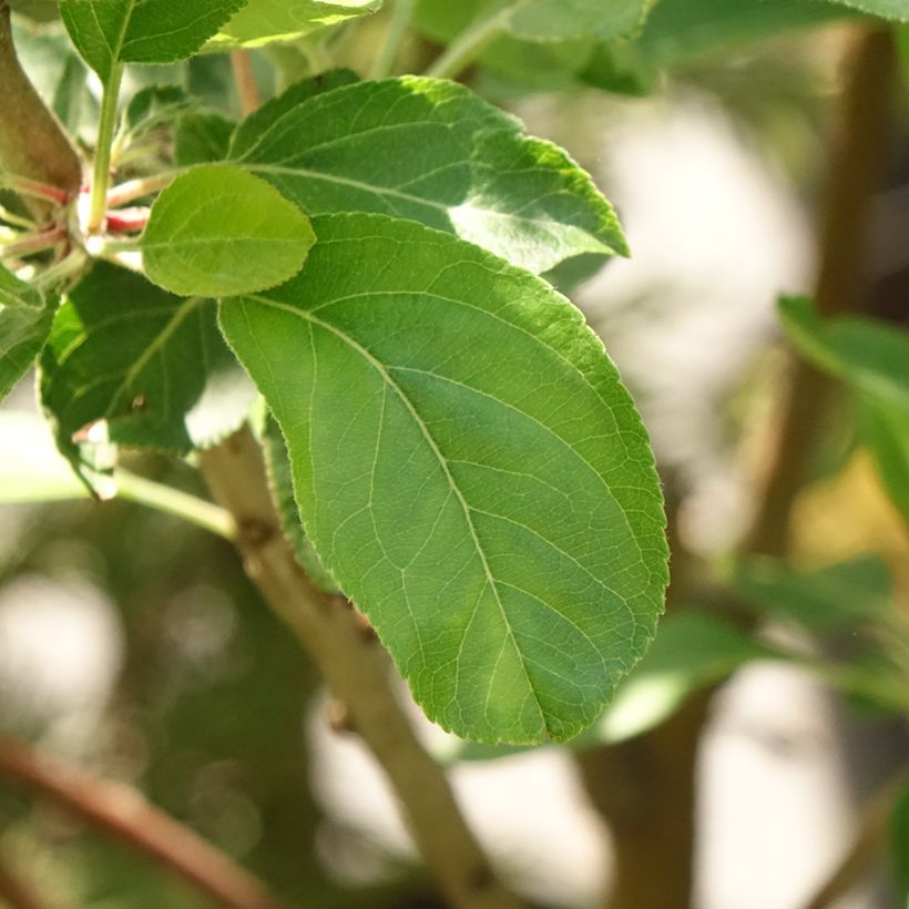Apfelbaum Blush rosette - Malus domestica (Foliage)