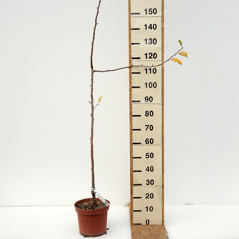 Exemplar von Apfelbaum Bon père - Malus domestica Topf mit 7,5L/10L, Heister wie im Herbst geliefert