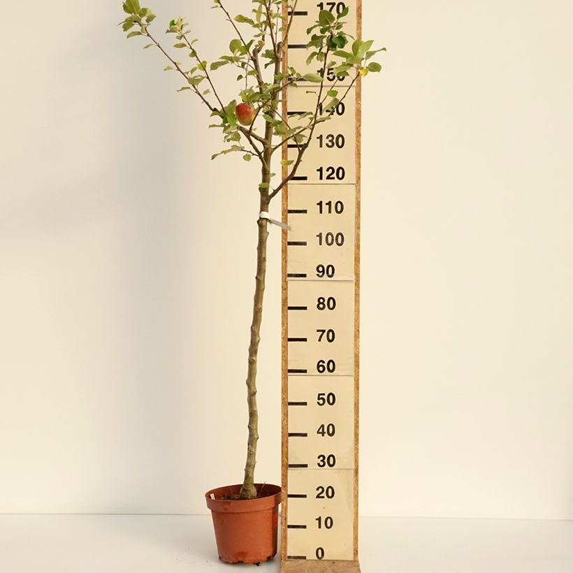 Example of Apfelbaum Bon père - Malus domestica Topf mit 7,5L/10L, Heister as you get in ete
