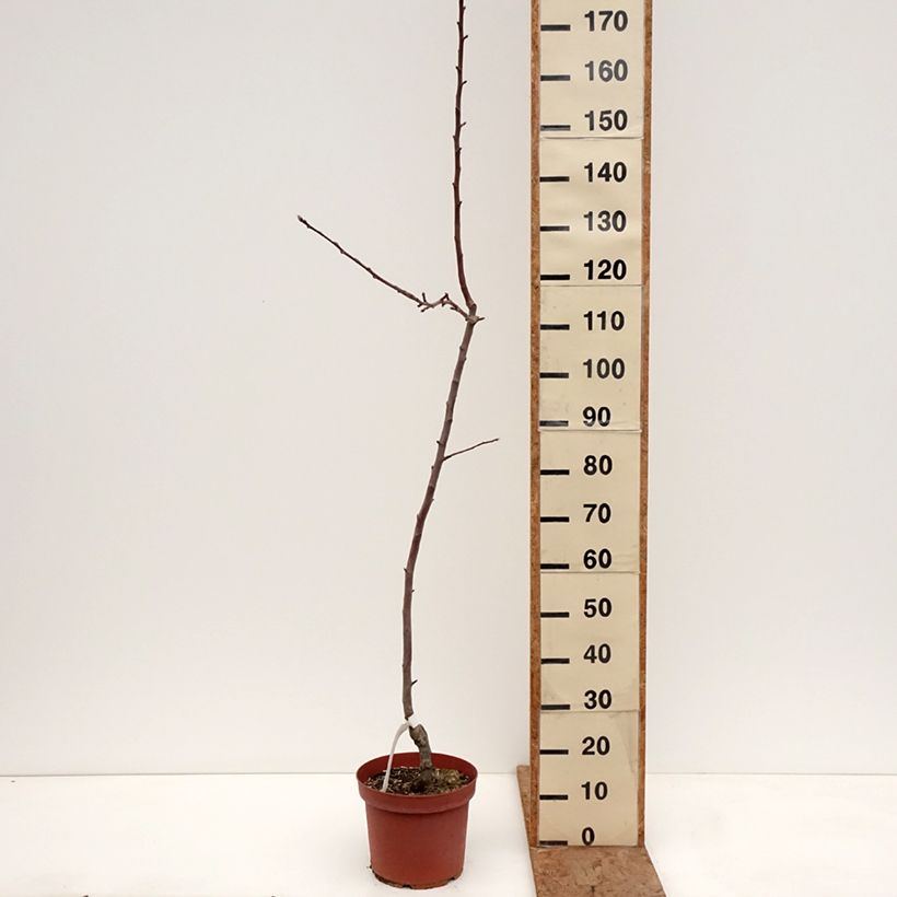 Exemplar von Apfelbaum Bon père - Malus domestica Topf mit 7,5L/10L, Heister wie im Winter geliefert