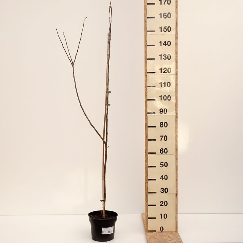 Exemplar von Apfelbaum Bramley's Seedling - Malus domestica Topf mit 4L/5L, Gobelet-Form wie im Winter geliefert