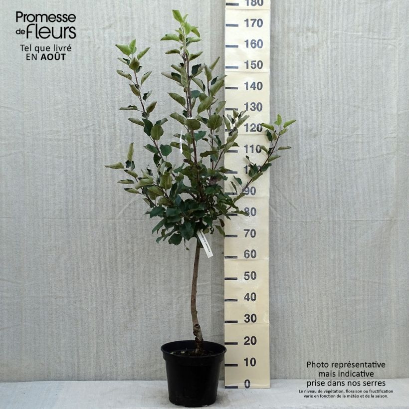 Example of Apfelbaum Calville Blanche d’Hiver - Malus domestica Topf mit 7,5L/10L, Gobelet-Form as you get in ete