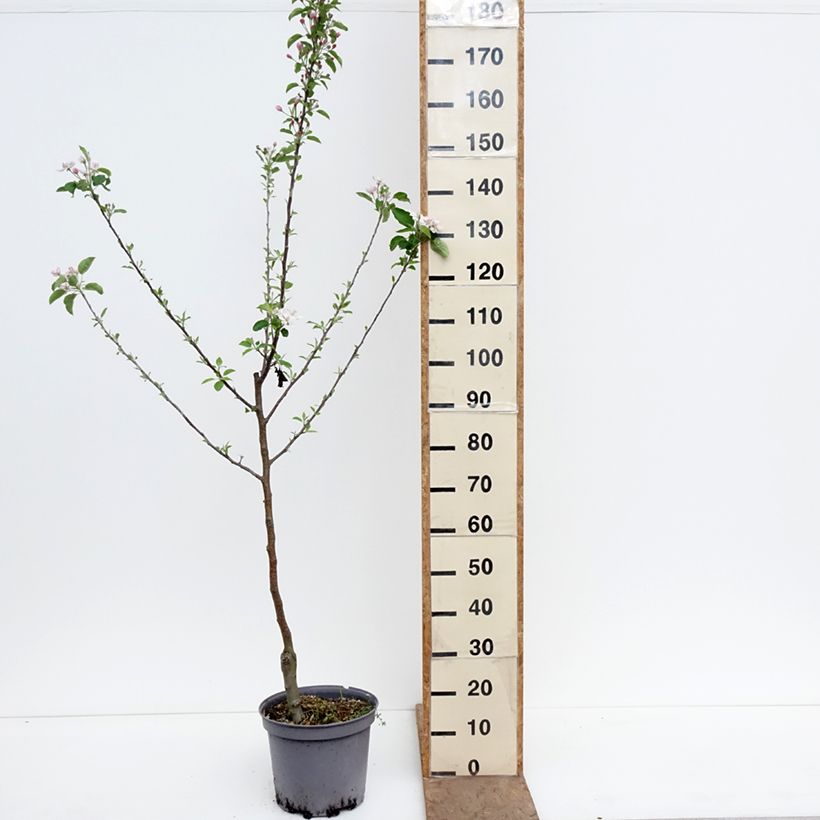 Exemplar von Apfelbaum Calville Blanche d’Hiver - Malus domestica Topf mit 7,5L/10L, Gobelet-Form wie im Frühjahr geliefert