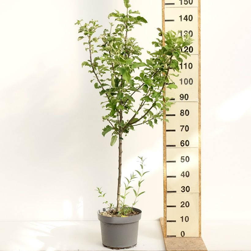 Exemplar von Apfelbaum Calville Rouge d'Hiver - Malus domestica Topf mit 7,5L/10L, Gobelet-Form wie im Frühjahr geliefert