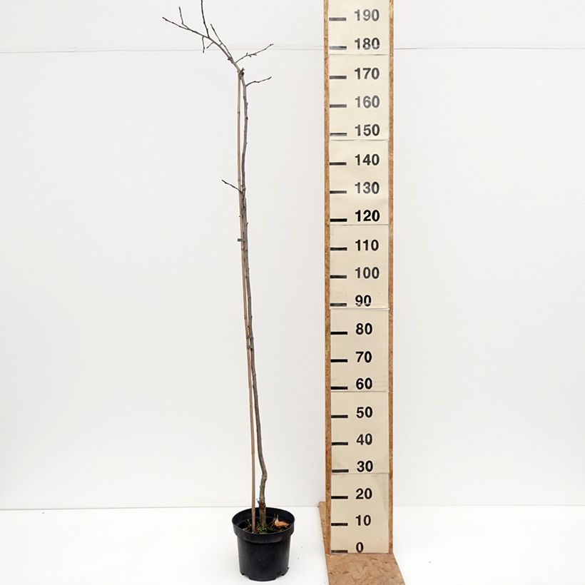 Exemplar von Goldparmäne Charłamowskie - Malus domestica Topf mit 4L/5L, Heister wie im Herbst geliefert