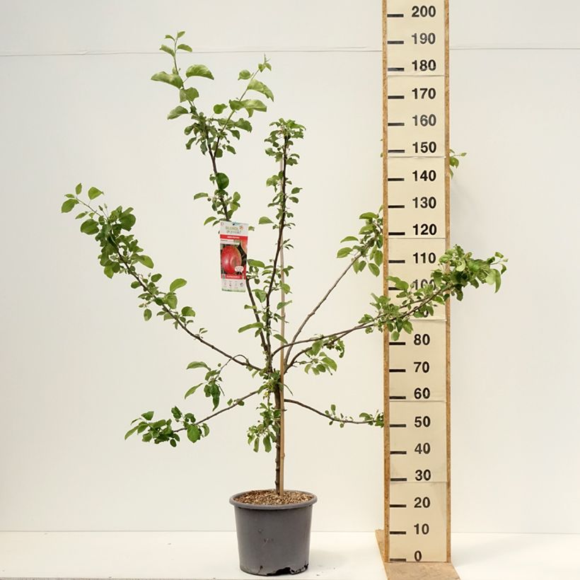 Exemplar von Apfelbaum Choupette - Malus domestica Topf mit 7,5L/10L, Gobelet-Form wie im Frühjahr geliefert