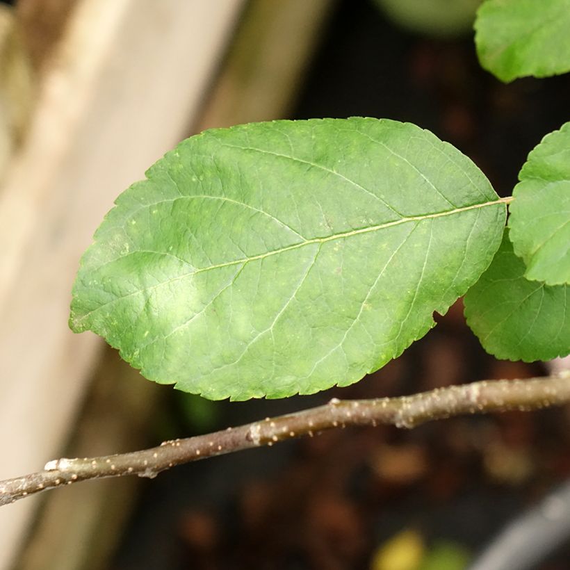 Apfelbaum Choupette - Malus domestica (Foliage)