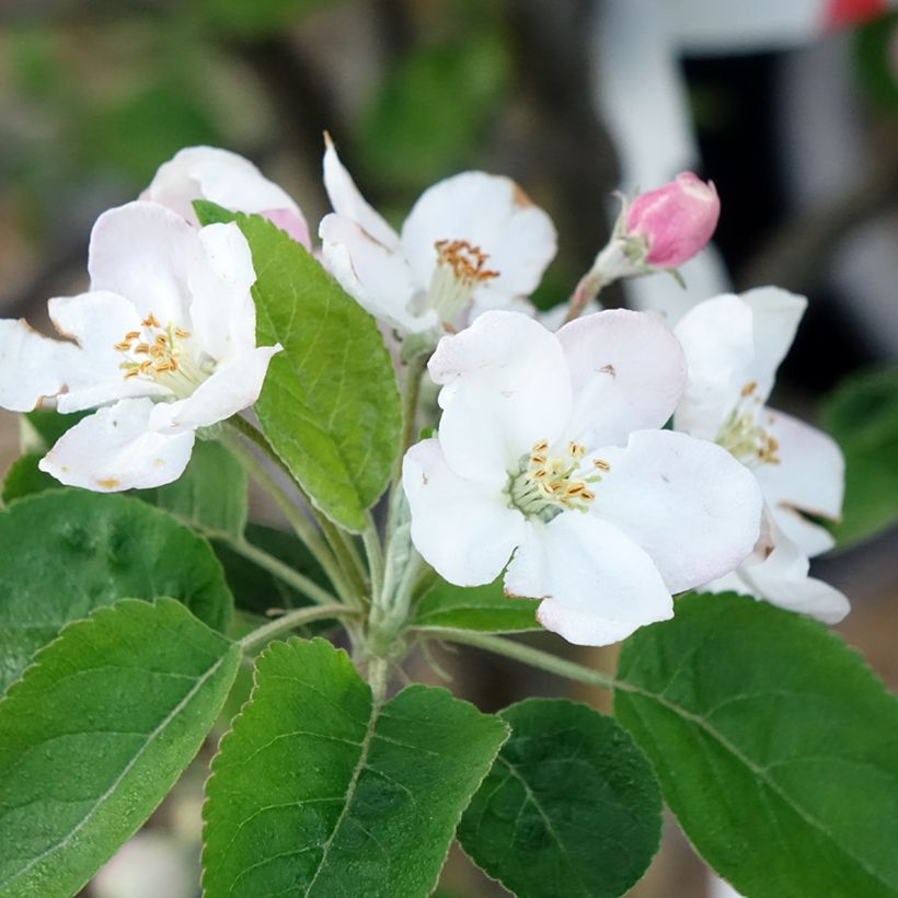 Apfelbaum Choupette - Malus domestica (Flowering)