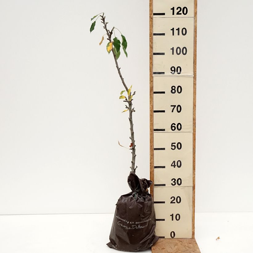 Exemplar von Säulenapfel Amboise Delcogra - Malus domestica Ballenware "Fertig-zum-Pflanzen", Säulenförmig wie im Herbst geliefert