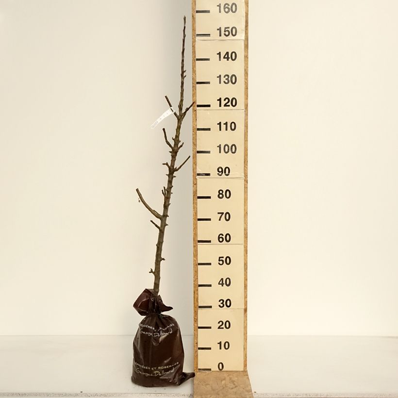 Exemplar von Säulenapfel Azay-Le-Rideau - Malus domestica Plug "Fertig-zum-Pflanzen", Säulenförmig wie im Frühjahr geliefert