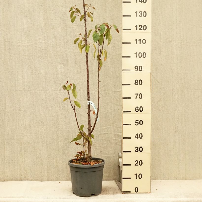 Exemplar von Säulenapfel Ballerina Maypole - Malus domestica Topf mit 7,5L/10L, Säulenförmig wie im Sommer geliefert