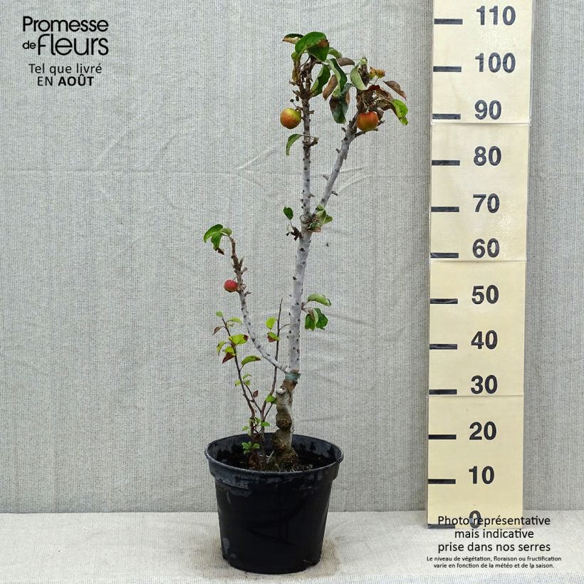 Example of Säulenapfel Ballerina Valse - Malus domestica Topf mit 7,5L/10L, Säulenförmig as you get in ete
