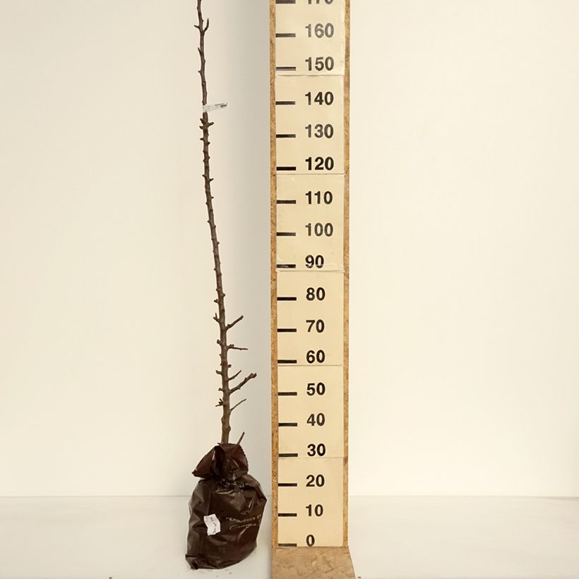 Exemplar von Säulenapfel Chenonceau delcoga - Malus domestica Plug "Fertig-zum-Pflanzen", Säulenförmig wie im Frühjahr geliefert