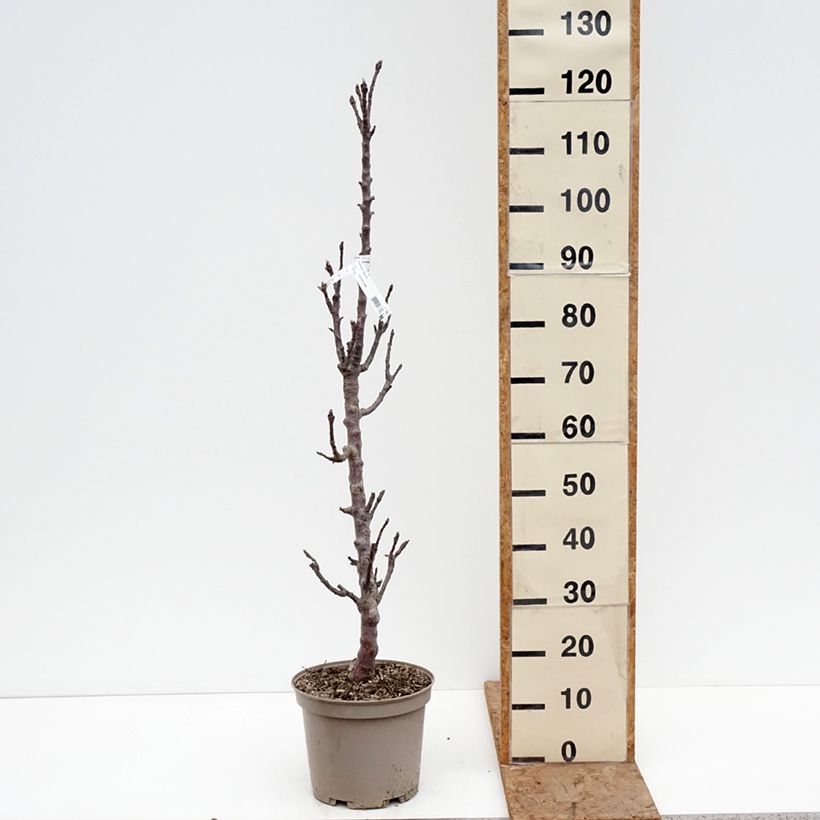 Exemplar von Säulenapfel Cheverny delcolin - Malus domestica Topf mit 7,5L/10L wie im Winter geliefert