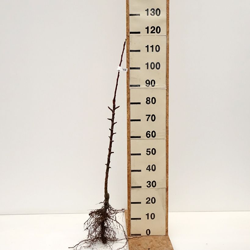 Exemplar von Säulenapfel Cheverny delcolin - Malus domestica Wurzelnackt, Säulenförmig wie im Winter geliefert