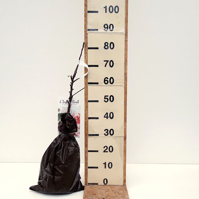 Exemplar von Säulenapfel Chinon Delcoblu - Malus domestica Plug "Fertig-zum-Pflanzen", Säulenförmig wie im Herbst geliefert