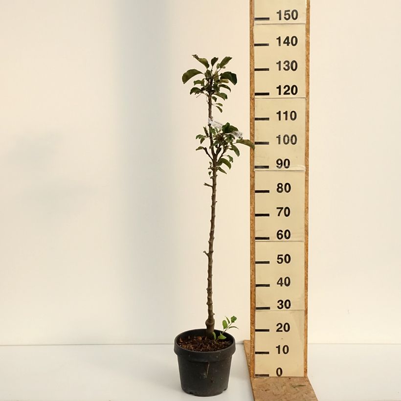 Example of Säulenapfel Chinon Delcoblu - Malus domestica Topf mit 7,5L/10L as you get in ete