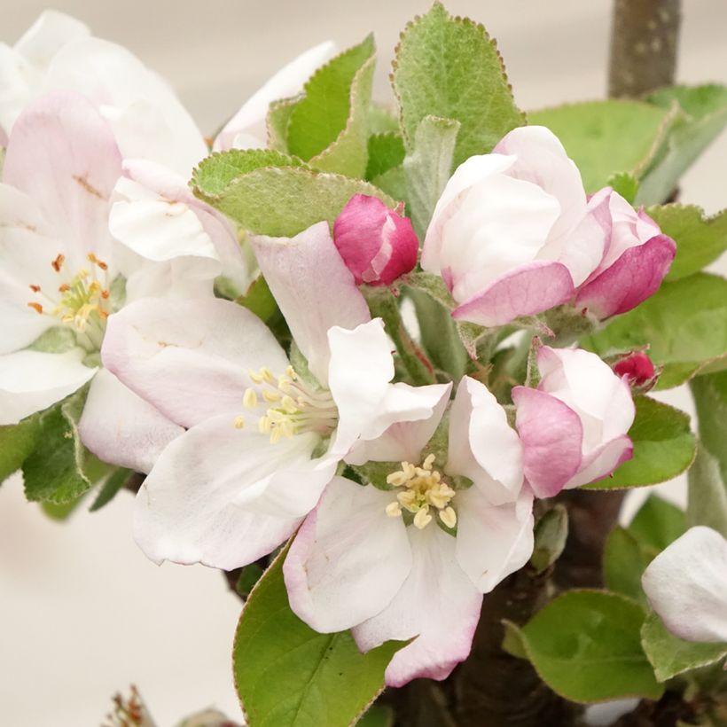 Säulenapfel Rhapsodiecov - Malus domestica (Flowering)