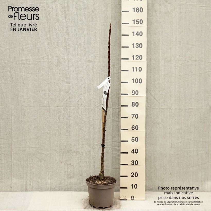 Exemplar von Säulenapfel Villandry Delcoti - Malus domestica Topf mit 7,5L/10L, Säulenförmig wie im Winter geliefert