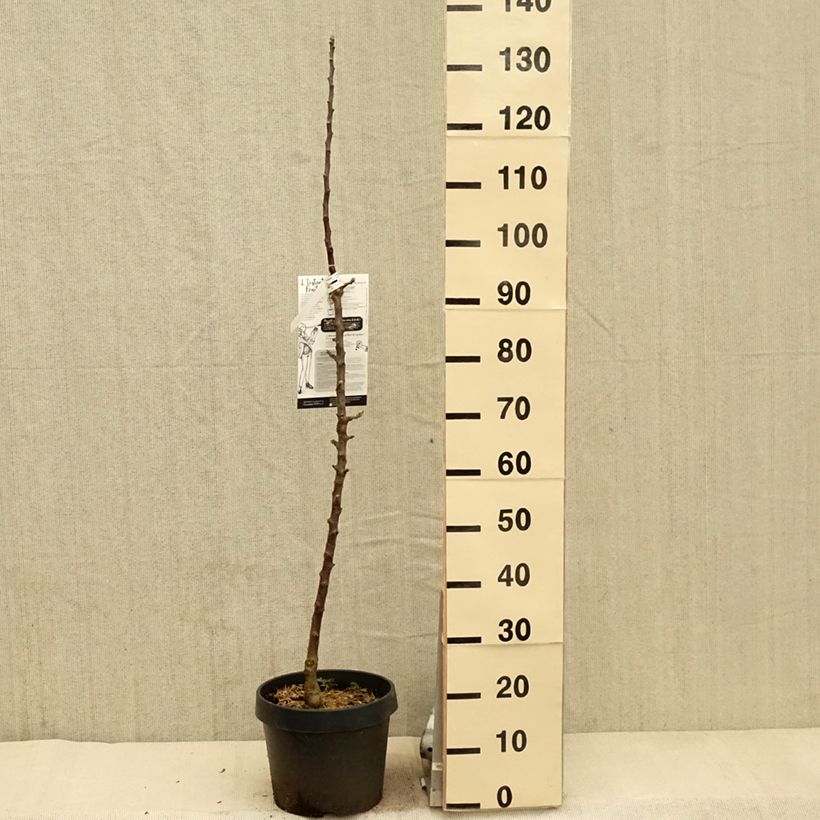 Exemplar von Säulenapfel Villandry Delcoti - Malus domestica Topf mit 7,5L/10L, Säulenförmig wie im Frühjahr geliefert