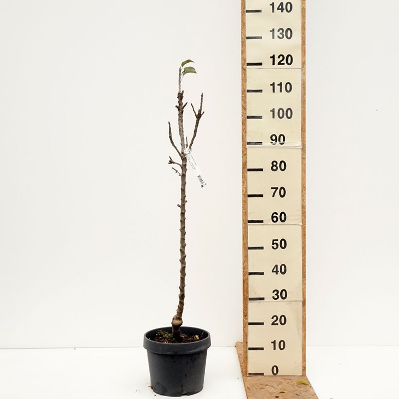 Exemplar von Säulenapfel Villandry Delcoti - Malus domestica Topf mit 7,5L/10L, Säulenförmig wie im Herbst geliefert