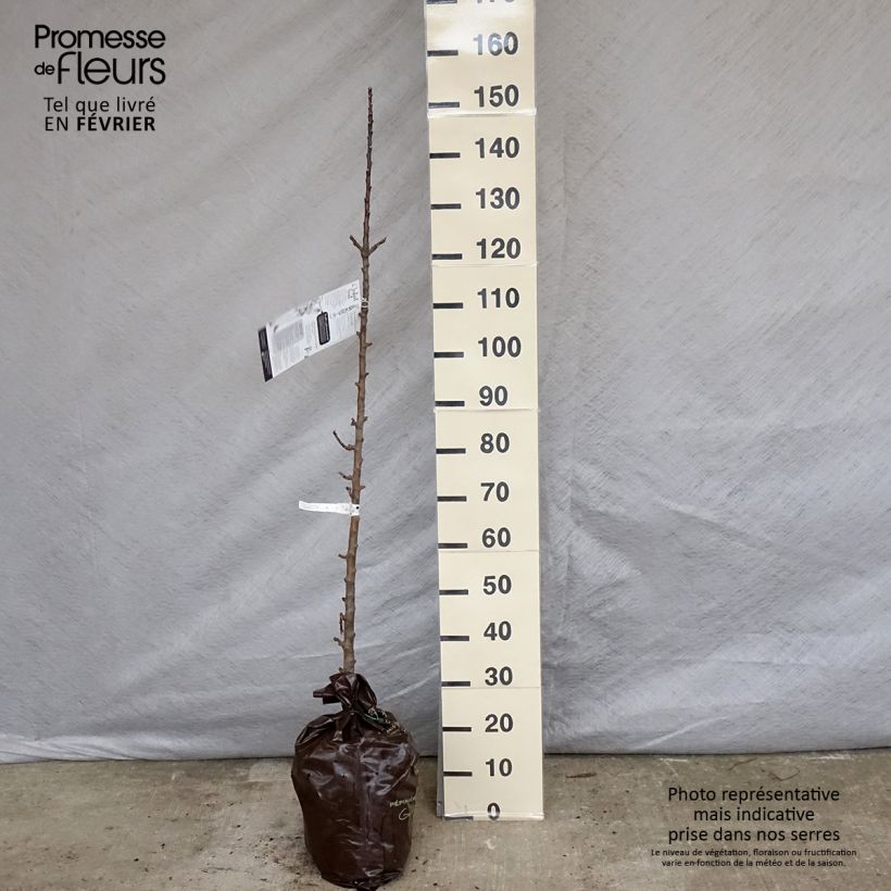 Exemplar von Säulenapfel Courson delfloden - Malus domestica Plug "Fertig-zum-Pflanzen", Säulenförmig wie im Winter geliefert