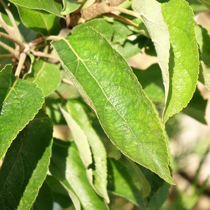 Säulenapfel Courson delfloden - Malus domestica (Foliage)