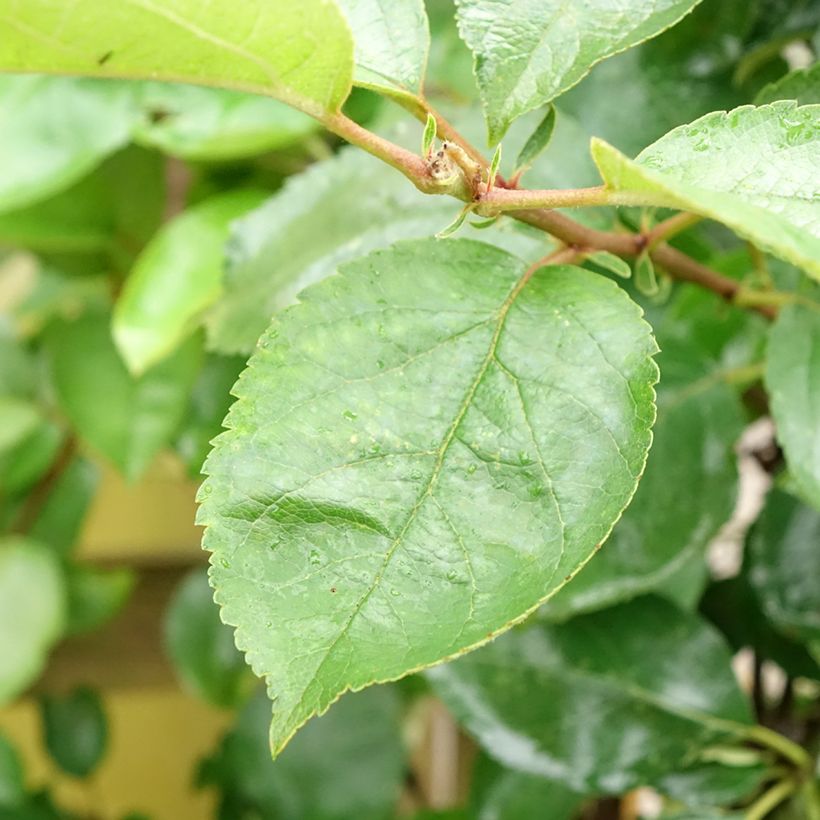 Apfelbaum Court Pendu - Malus domestica (Foliage)