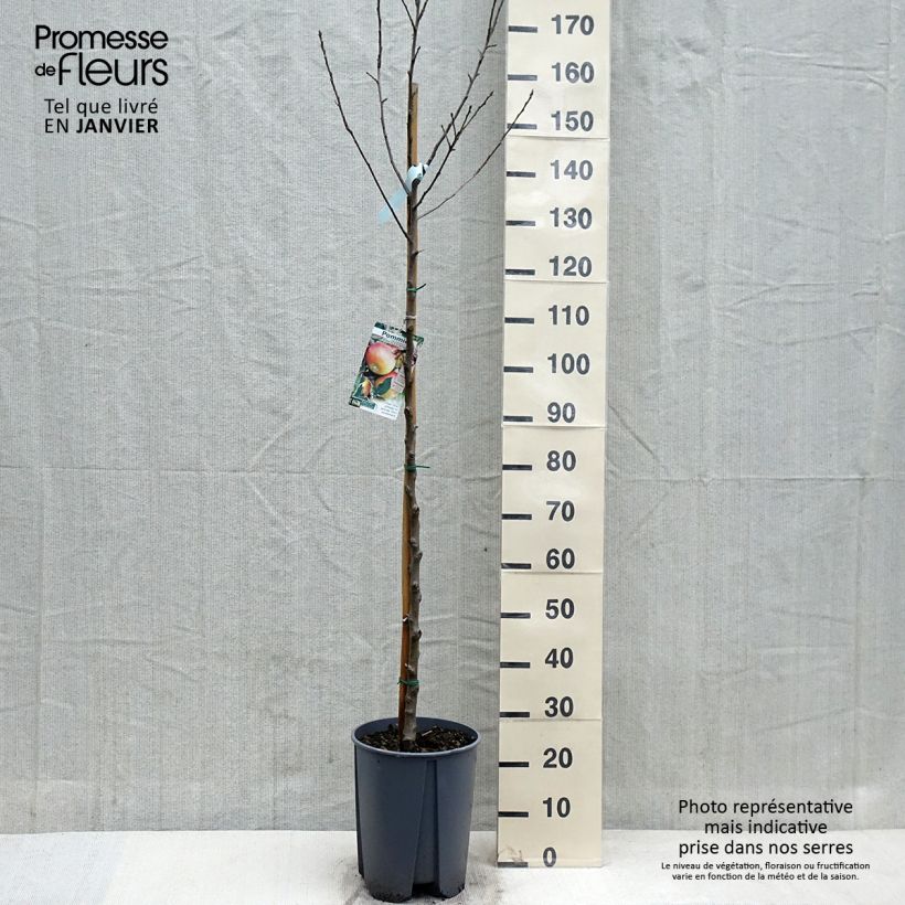 Example of Apfelbaum Cox Orange - Malus domestica Topf mit 7,5L/10L, Halbstamm as you get in automne