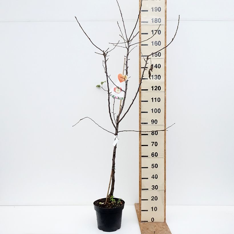 Exemplar von Apfelbaum Cox Orange - Malus domestica Topf mit 7,5L/10L, Gobelet-Form wie im Herbst geliefert