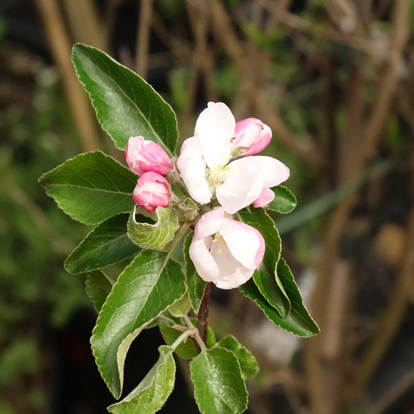 Apfelbaum Cox Orange - Malus domestica (Flowering)