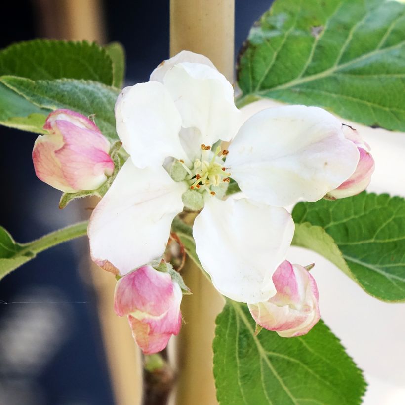 Goldparmäne Cynamonówka Prążkowana - Malus domestica (Blüte)