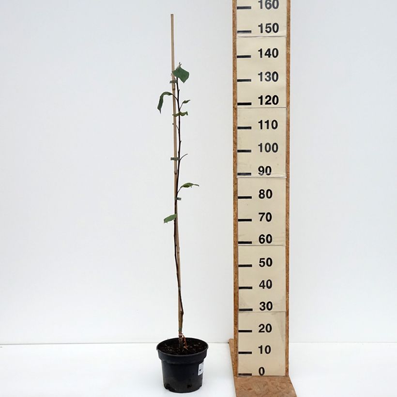 Exemplar von Goldparmäne Cynamonówka Prążkowana - Malus domestica Topf mit 4L/5L, Heister wie im Herbst geliefert