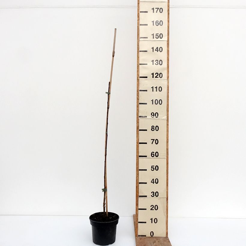 Exemplar von Goldparmäne Cynamonówka Prążkowana - Malus domestica Topf mit 4L/5L, Heister wie im Winter geliefert