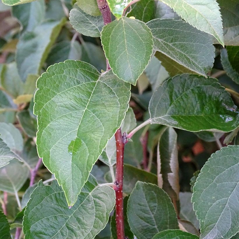 Zierapfel Evereste 'Perpetu' - Malus (Foliage)
