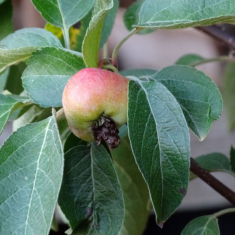 Zierapfel Evereste 'Perpetu' - Malus (Harvest)