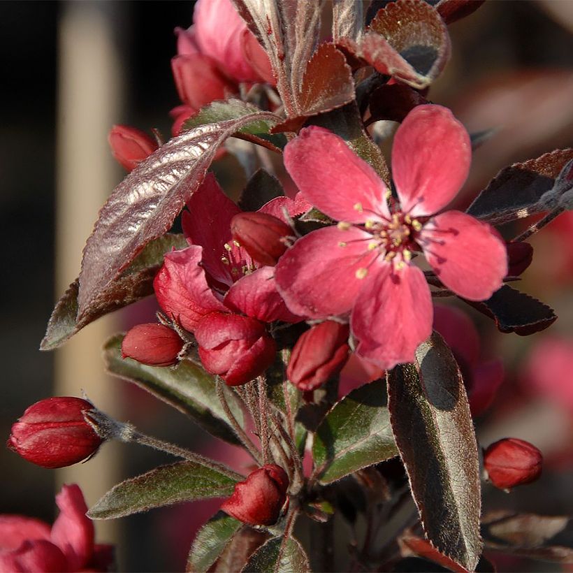 Zierapfel Dark Rosaleen - Malus (Flowering)