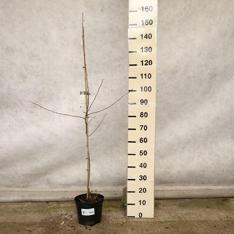 Example of Zierapfel Pink Glow - Malus robusta Topf mit 4L/5L as you get in automne