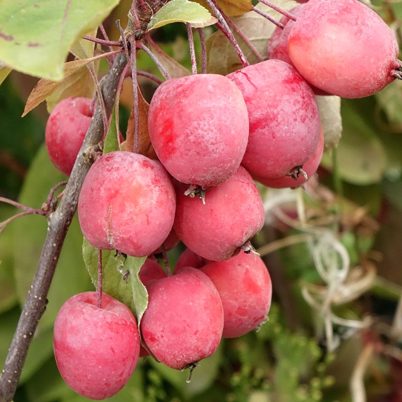 Purpur-Apfel Eleyi - Malus purpurea (Harvest)