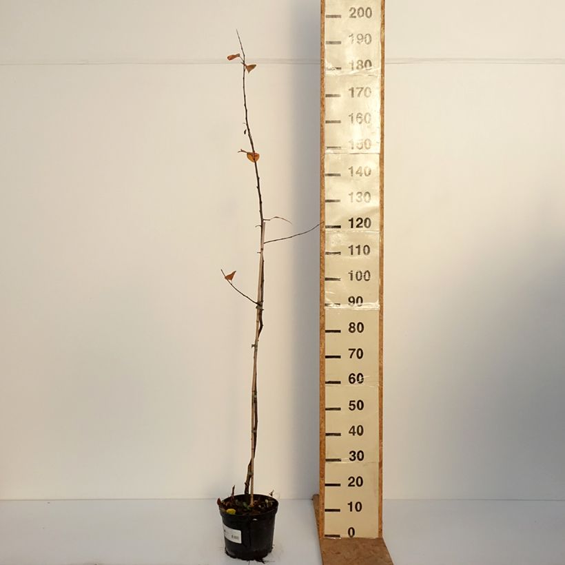 Exemplar von Purpur-Apfel Eleyi - Malus purpurea Topf mit 4L/5L wie im Herbst geliefert