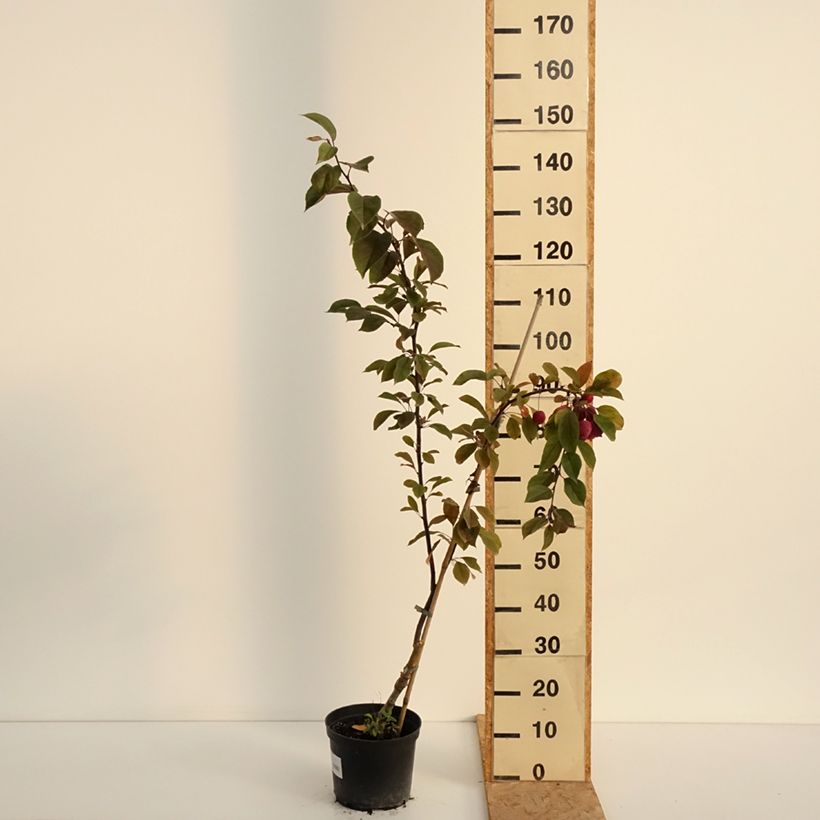 Example of Purpur-Apfel Eleyi - Malus purpurea Topf mit 4L/5L as you get in ete