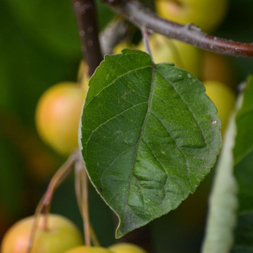 Zierapfel Golden Hornet - Malus (Foliage)
