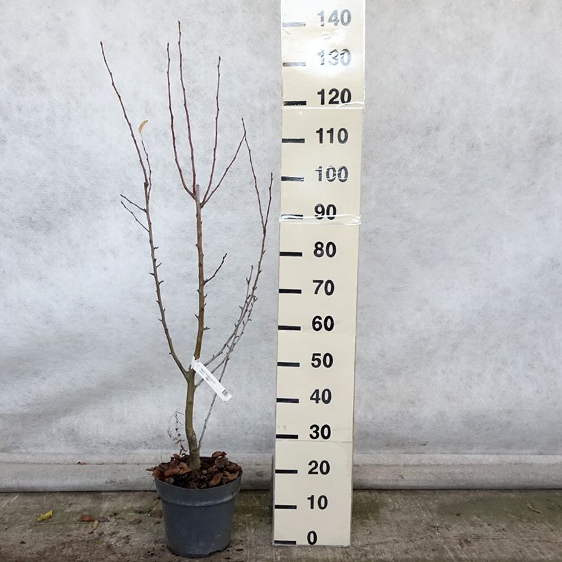 Example of Zierapfel Golden Hornet - Malus Topf mit 4L/5L as you get in automne