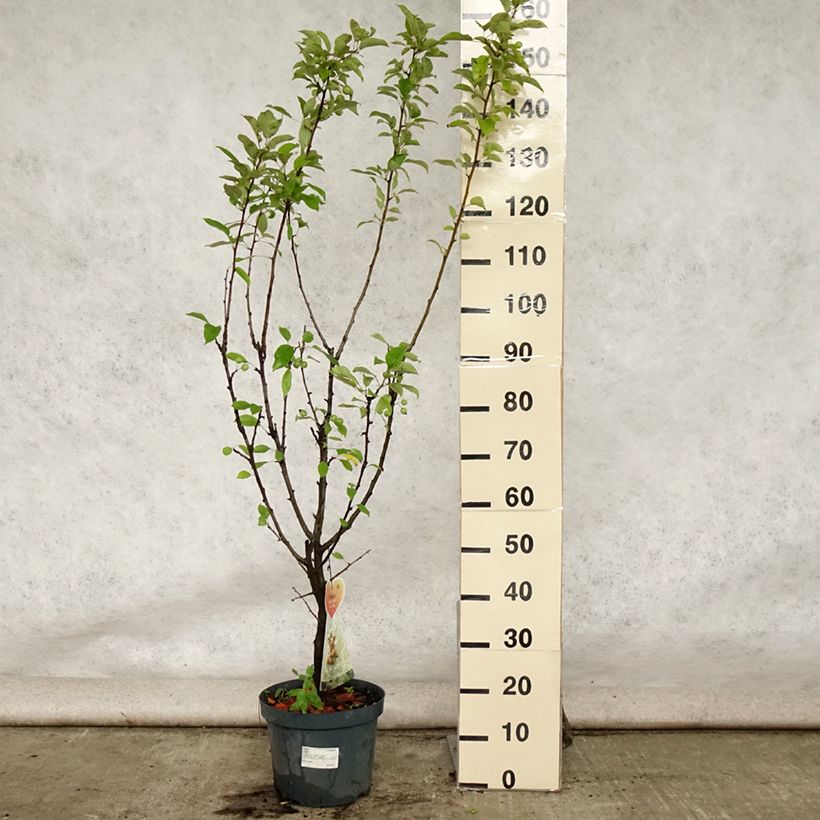 Exemplar von Zierapfel Golden Hornet - Malus Topf mit 6L/7L wie im Sommer geliefert